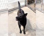 Small #1 Mutt