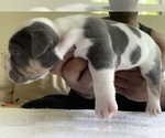 Small Photo #3 American Bully Puppy For Sale in COLLEGE PARK, MD, USA