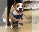 Small #10 American Bulldog