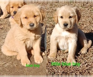 Golden Retriever Puppy for sale in WAKE FOREST, NC, USA