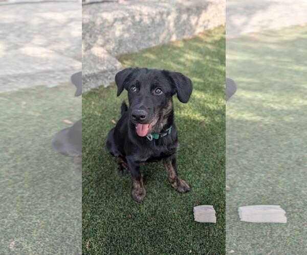 Medium Photo #3 Mutt Puppy For Sale in Bellevue, WA, USA