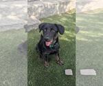 Small #2 Mutt