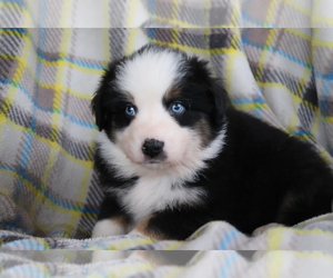 Australian Shepherd Puppy for sale in SHILOH, OH, USA