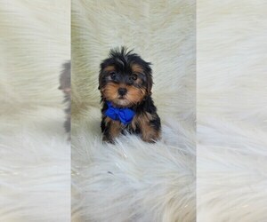 Yorkshire Terrier Puppy for sale in INDIANAPOLIS, IN, USA