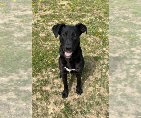 Medium Photo #4 Labrador Retriever-Unknown Mix Puppy For Sale in Evansville, IN, USA