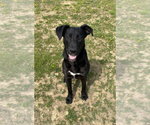 Small #3 Labrador Retriever Mix