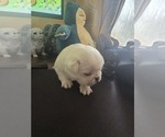 Puppy PolarBear Pug