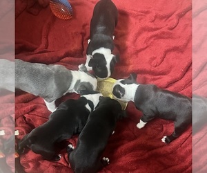 Boston Terrier Litter for sale in FLINT, MI, USA
