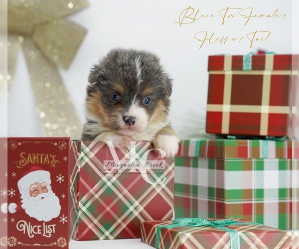 Medium Photo #12 Pembroke Welsh Corgi Puppy For Sale in FLORALA, AL, USA