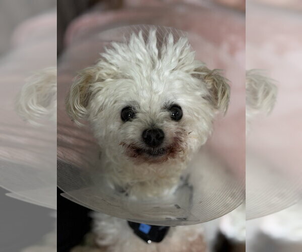 Medium Photo #2 Poodle (Miniature)-Unknown Mix Puppy For Sale in Elmsford, NY, USA