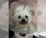 Small #1 Poodle (Miniature) Mix