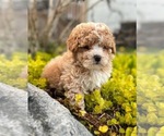 Image preview for Ad Listing. Nickname: Litter of 3