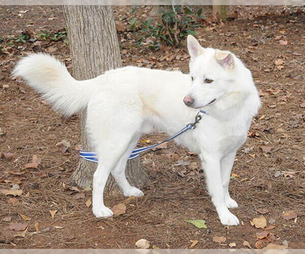 Medium Photo #6 Siberian Husky-Unknown Mix Puppy For Sale in Lake Wylie, SC, USA