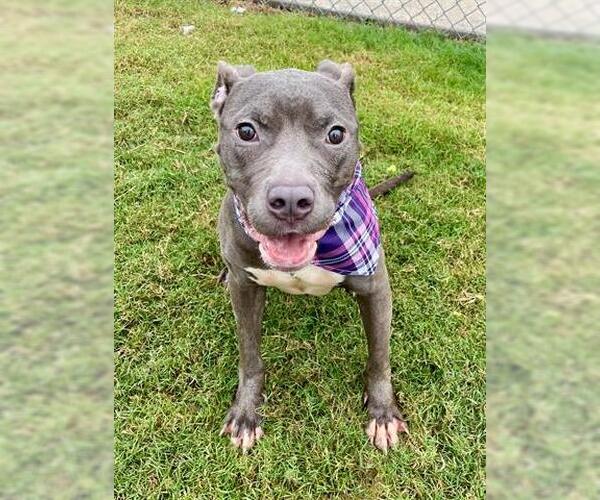 Medium Photo #3 American Pit Bull Terrier-Unknown Mix Puppy For Sale in Tulsa, OK, USA