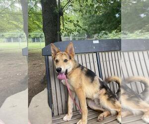 Australian Shepherd-Unknown Mix Dogs for adoption in Front Royal, VA, USA