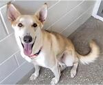 Small German Shepherd Dog-Huskies Mix
