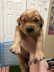 Golden Retriever Puppy for sale in TOMBALL, TX, USA