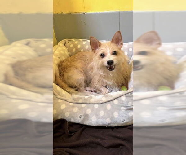 Medium Photo #8 Mutt Puppy For Sale in Weston, FL, USA