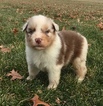 Small Photo #7 Australian Shepherd Puppy For Sale in ROBERTS, IL, USA