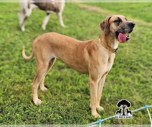 Medium Photo #1 Great Dane Puppy For Sale in SPIRO, OK, USA