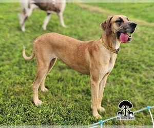 Mother of the Great Dane puppies born on 03/28/2026