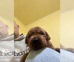 Small Photo #16 Labrador Retriever Puppy For Sale in BLUFF DALE, TX, USA