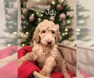 Goldendoodle-Poodle (Standard) Mix Puppy for sale in LEBANON, MO, USA