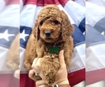 Puppy Colin Goldendoodle