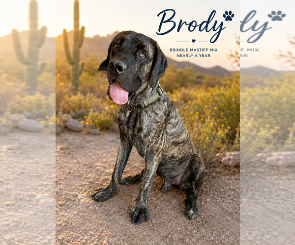 Medium Photo #5 Mutt Puppy For Sale in Goodyear, AZ, USA