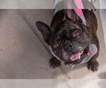 Small #7 French Bulldog