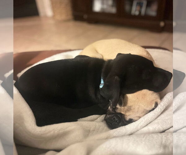 Medium Photo #11 Labbe Puppy For Sale in Princeton, MN, USA