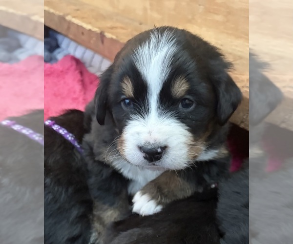 Medium Photo #1 Bernese Mountain Dog Puppy For Sale in SALISBURY, NC, USA