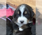 Puppy Puppy 4 Bubsy Bernese Mountain Dog