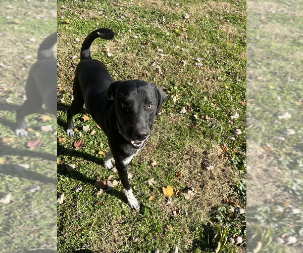 Medium Photo #3 Mutt Puppy For Sale in Osgood, IN, USA