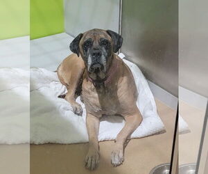 Mastiff Dogs for adoption in Edmond, OK, USA