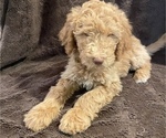 Small Photo #2 Double Doodle Puppy For Sale in SANTA PAULA, CA, USA