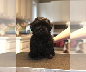 Russian Tsvetnaya Bolonka Puppy for sale in BARLOW, OR, USA