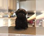 Small Photo #1 Russian Tsvetnaya Bolonka Puppy For Sale in BARLOW, OR, USA