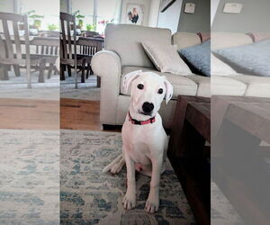 Labrador Retriever-Unknown Mix Dogs for adoption in SHERBURNE, NY, USA