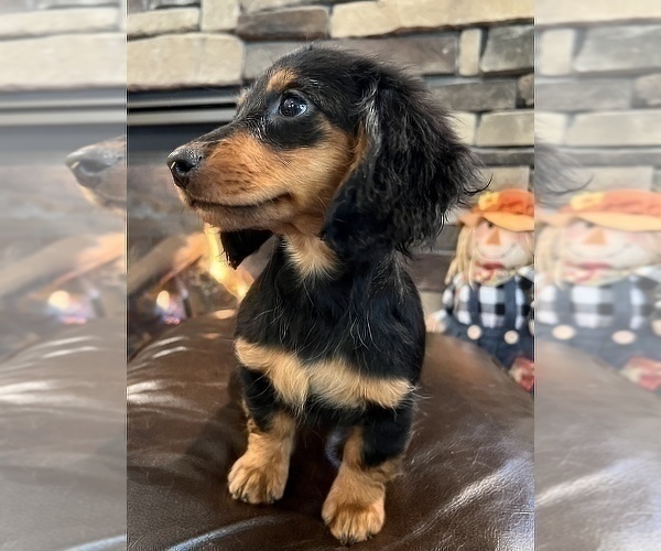 Medium Photo #9 Dachshund Puppy For Sale in NOBLESVILLE, IN, USA