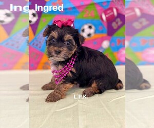 Yorkshire Terrier Puppy for sale in WINNSBORO, LA, USA