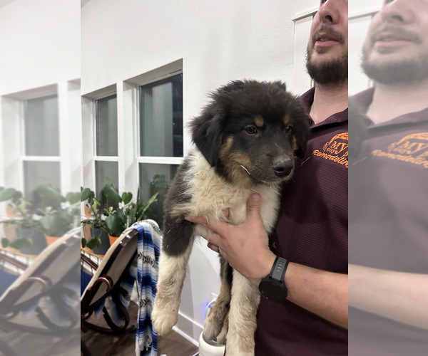 Medium Photo #3 Australian Shepherd Puppy For Sale in TYLER, TX, USA