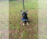 Small #1 German Shepherd Dog