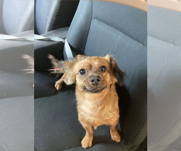 Medium Photo #3 Chiweenie Puppy For Sale in San Diego, CA, USA