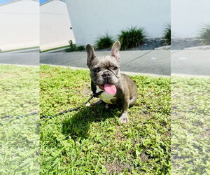 Stella FH - Female French Bulldog Dog for Adoption - Photo #13