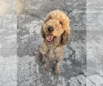 Small Photo #1 Goldendoodle Puppy For Sale in IRVINE, CA, USA