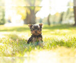 Puppy 2 Yorkshire Terrier