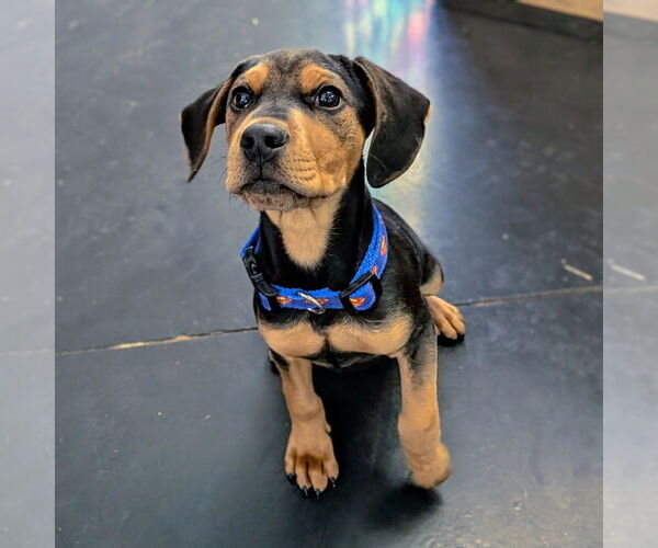 Medium Photo #5 Mutt Puppy For Sale in Vail, AZ, USA