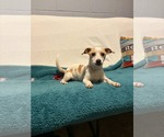 Small Chihuahua Mix