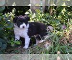 Small Photo #9 Border Collie Puppy For Sale in GREENWOOD, WI, USA